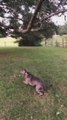 Dog Excitedly Jumps to Grab a Branch of Tree