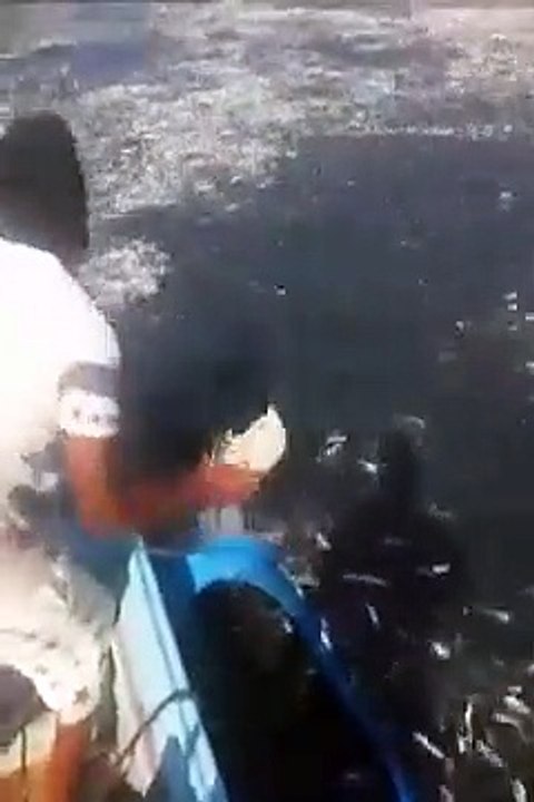 Ces pêcheurs vont comprendre ce que veut dire "pêche miraculeuse"