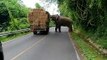 Un éléphant stoppe un camion et se sert en foin... Mieux que le restaurant