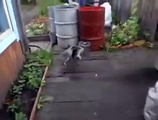 Kedi kediyi sırtında taşır mutlaka izleyin pişman olmayın