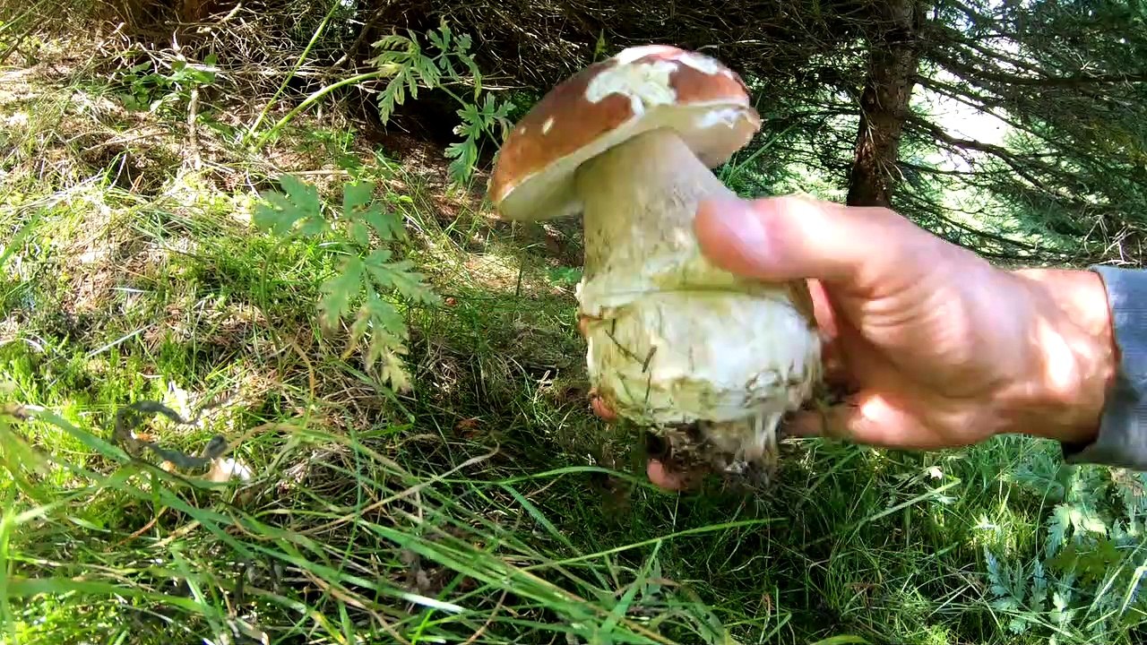 FUNGHI PORCINI 2019 Porcini fra i mirtilli di fine agosto!