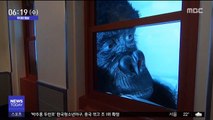 [투데이 영상] '킹콩'의 습격?…생생 체험공간