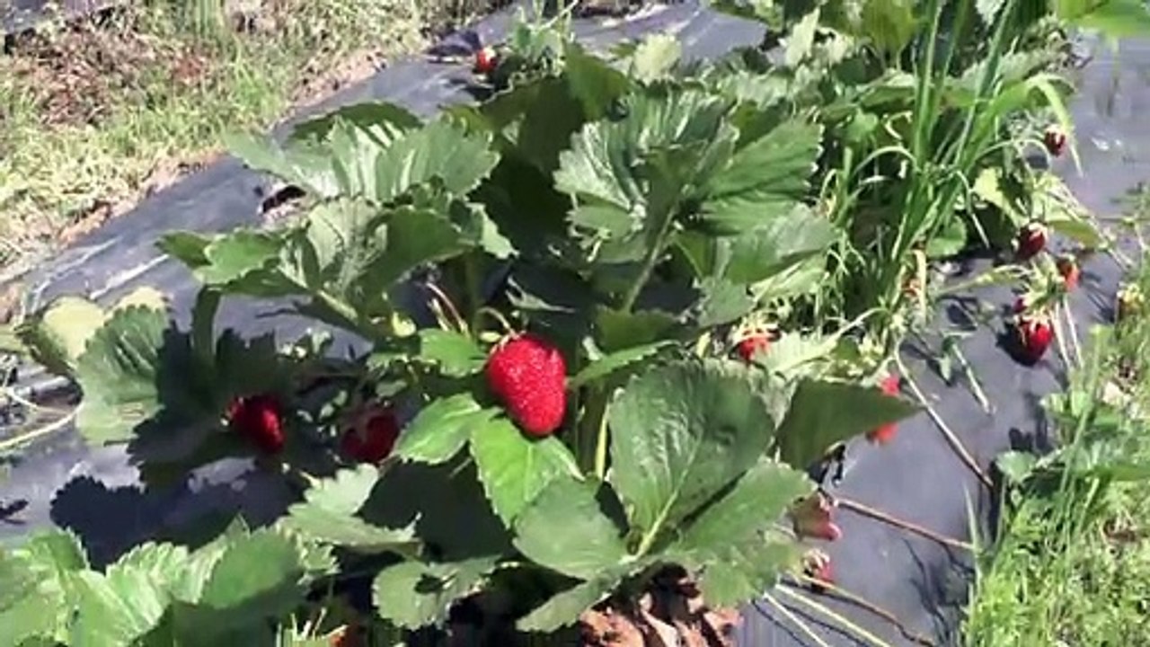 GİRESUN ALUCRA GÜNÜGÜZEL KÖYÜ