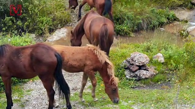 How the Wild Horses of NC's Outer Banks Ride Out a Hurricane