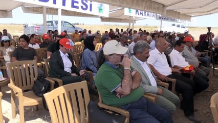 'Yerli ve milli' mısır çeşitleri tanıtıldı - KONYA