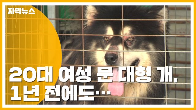 [자막뉴스] 20대 여성 문 대형 개, 1년 전에도... / YTN