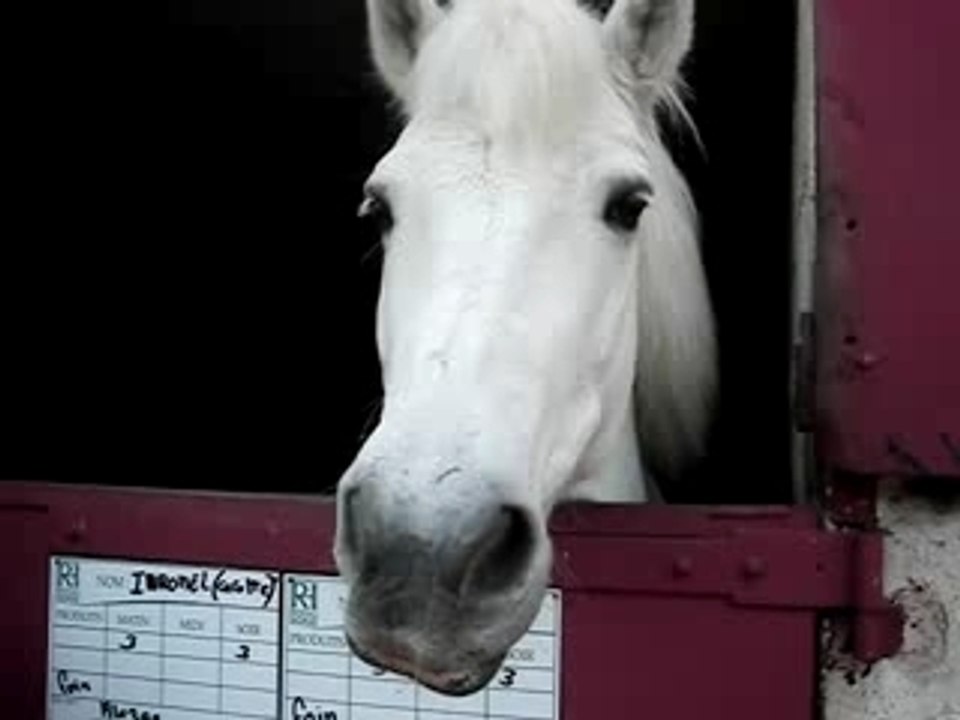 Chevaux cartouch 022