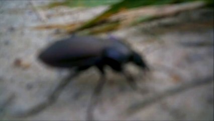 MCH 180. HUGE KILLER BEETLE PENHOLD ALBERTA CANADA. HOT SUMMER DAY.SIDEWALK.
