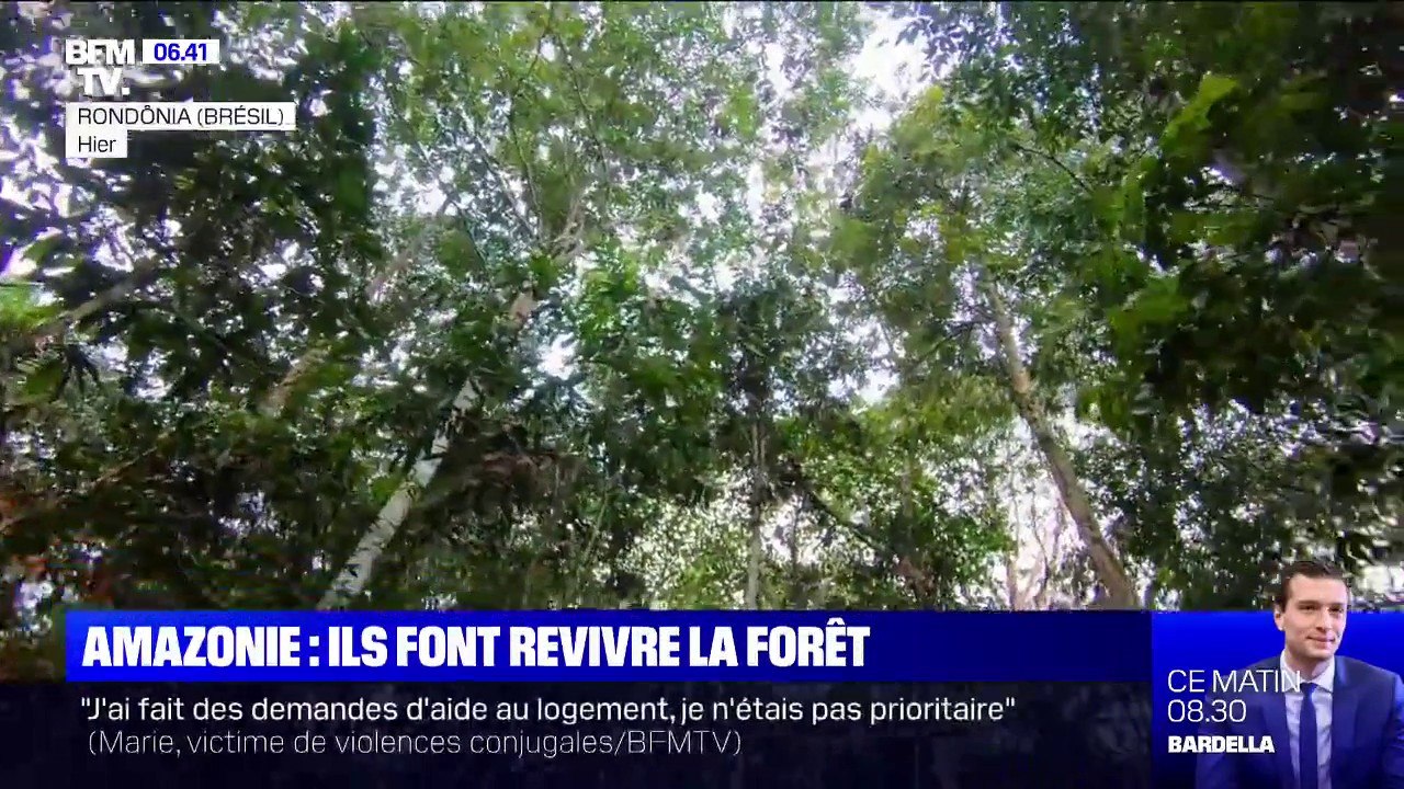 Ils replantent des arbres en Amazonie dans le but de faire revivre la forêt