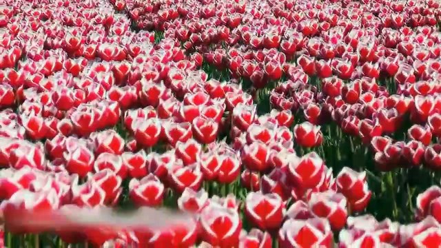 Modern Harvesting Machine Technology | Cabbage harvesting | Modern Agriculture Technology