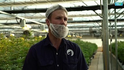 The Kingdom of Lesotho: African pioneer of medical marijuana