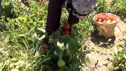 Bitlis domatesten yılda 200 milyon TL kazanıyor