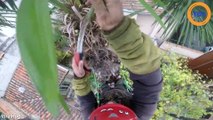 Il enflamme un palmier avec une tronçonneuse...