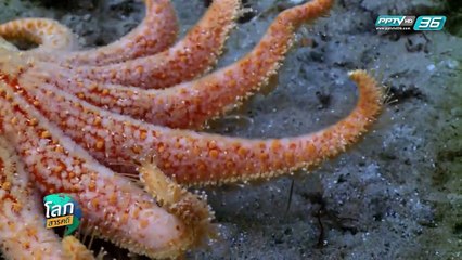 ยุคตื่นทองแห่งดินแดนตะวันตก - โลกสารคดี (2/3)