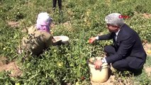 Bitlis'te domates üretiminden yıllık 200 milyon lira gelir elde ediliyor