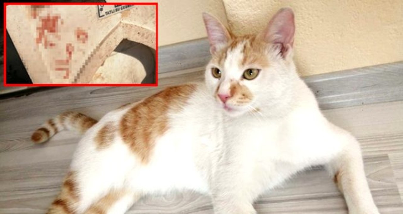 Bunun adı vahşet: Kediye işkence edip kanıyla çeşme mermerine yazı yazdılar