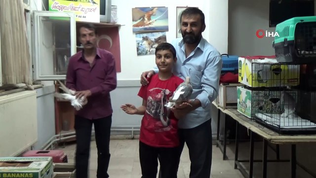 Bu güvercinler açık arttırmayla 30 bin liralık araba fiyatına satılıyor