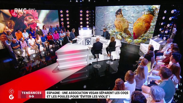 Les tendances GG : En Espagne, une association végane sépare les poules des coqs pour éviter des viols ! - 04/09