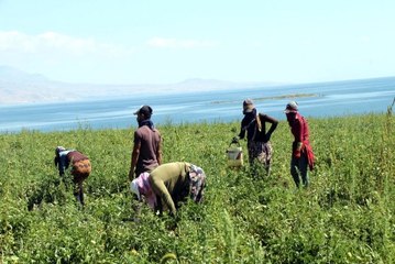 Bitlis domatesten yılda 200 milyon TL kazanıyor