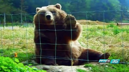 มหัศจรรย์สัตว์โลกจู่โจมไม่ตั้งตัว - โลกสารคดี (1/3)