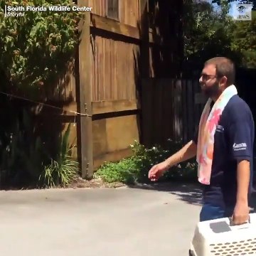 Dorian Kasırgası'nın vurması beklenen Florida'da Dorian Kasırgası'nın vurması beklenen Florida'da sokak hayvanları koruma altına alınıyor hayvanlar koruma altına alınıyor