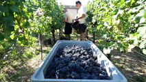 Les vendanges ont débuté officiellement aujourd’hui dans les parcelles les plus précoces