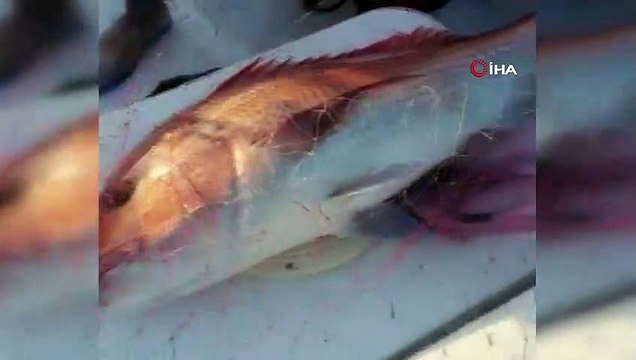 1 metrelik oltayla 2 adet 20 kiloluk dev sinarit yakaladı