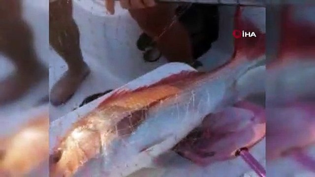 1 metrelik oltayla, 20 kiloluk 2 balık yakaladı