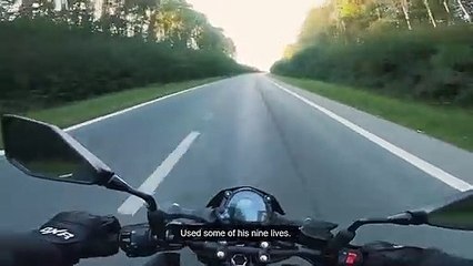 Motosiklet sürücüsünün yolun ortasında kalan yavru kediyi kurtardığı anlar