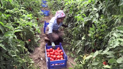 Tokat domatesi ekmek kapıları oldu