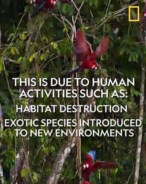 National Geographic - endangered species day