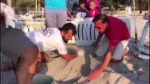 Bodrum sahilinde caretta caretta yuvası bulundu - MUĞLA