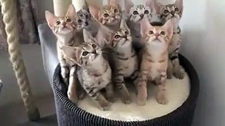 How Cats Dancing