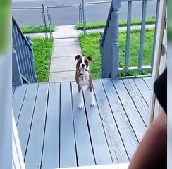 Funny dog playing hide and seek