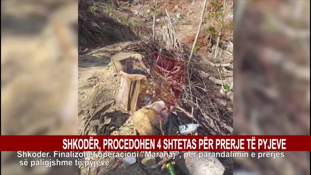 SHKODËR, PROCEDOHEN 4 SHTETAS PËR PRERJE TË PYJEVE