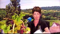 Nicole Bott, les vendanges et l'Interprofession des Vins d'Alsace
