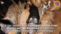 Elle recueuille 97 chiens errants pour les protéger de l’Ouragan Dorian !