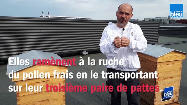 Le_BZZZ_de_la_Semaine_14 - Le pollen, elles en font quoi, les abeilles?..