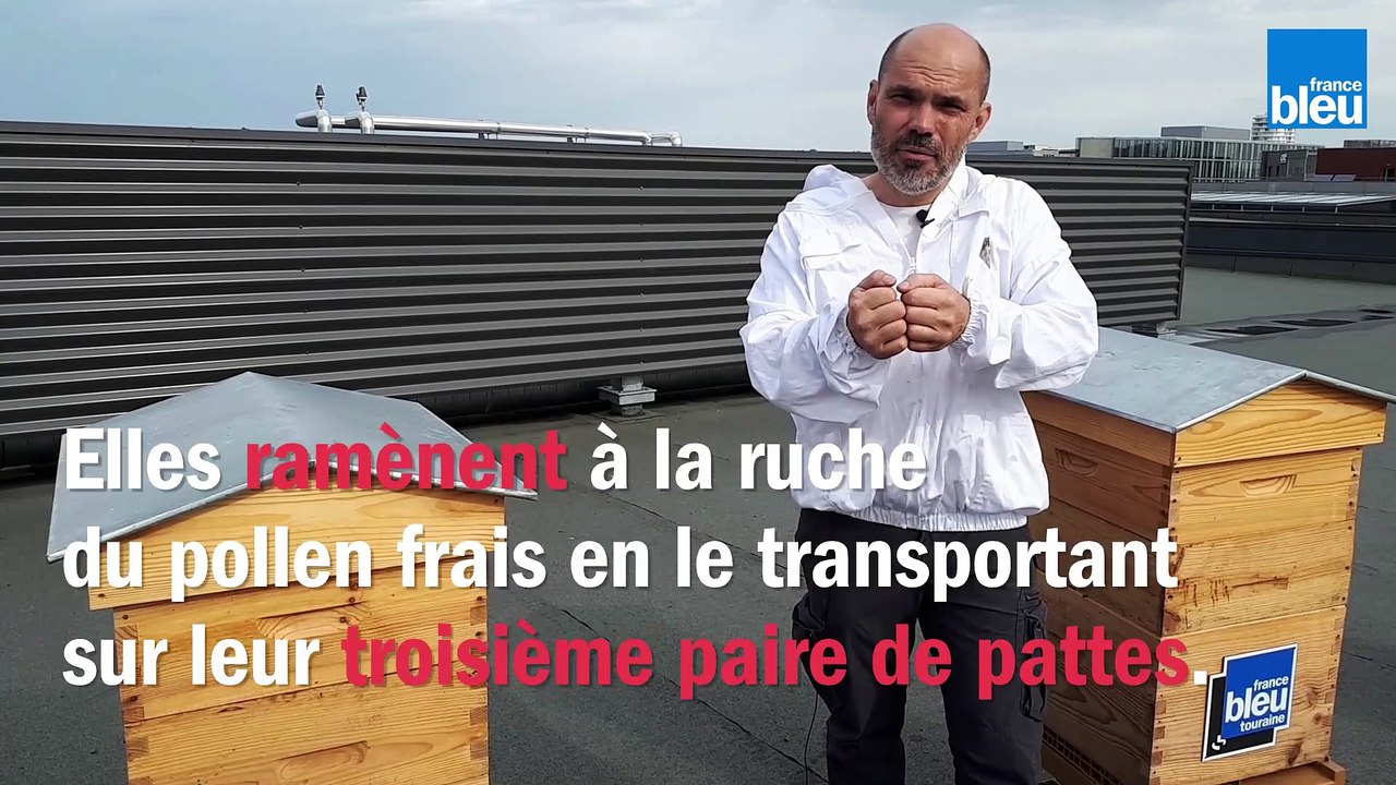 Le_BZZZ_de_la_Semaine_14 - Le pollen, elles en font quoi, les abeilles?..