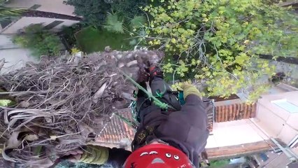 Un bûcheron met le feu à un palmier avec sa tronçonneuse (Toulouse)