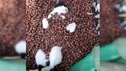'Fındık banyosu' yapan kedi mest oldu