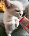 Ce chaton tient sur ses deux petites pattes pour prendre ses vitamines. Adorable !