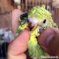 Ce bébé oiseau vert est exceptionnel. Admirez le !