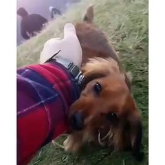 Vous allez pleurer de joie si vous regardez jusqu'à la fin !