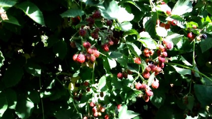 Batman'da devlet destek verdi, böğürtlen üretimi tavan yaptı