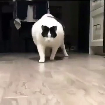 Admirez la belle démarche féline de cette chatte ronde. A tomber de rire !