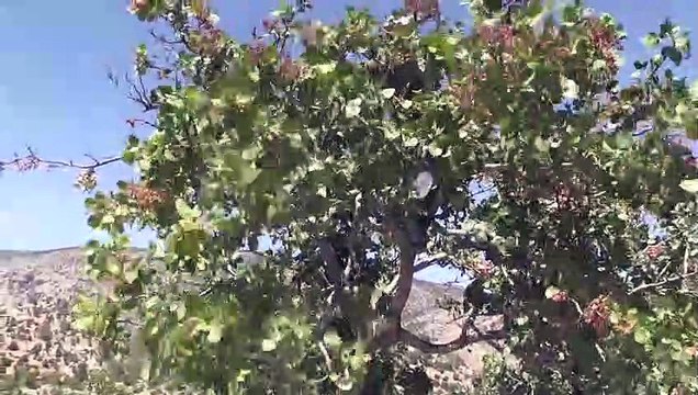 Karaman'da Antep fıstığı, yöre halkının geliri oldu - KARAMAN