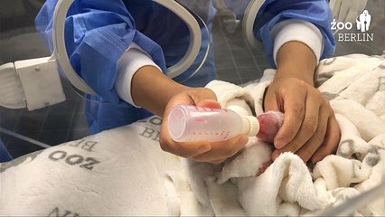 New-born panda cubs feed for the first time