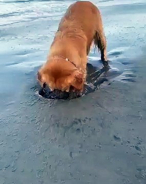 Ce labrador va vous faire pleurer de rire. Regardez !