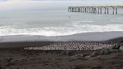 Birds on the Beach Run from Waves
